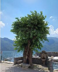 Abbadia Lariana (Lecco), Gelso Vecchia Filanda (foto LNews) Abbadia Lariana (Lecco), Gelso Vecchia Filanda (foto LNews)