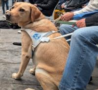 Cani guida (foto LNews)