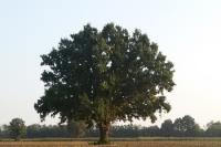 Cavenago d’Adda (Lodi) quercia dai cento nidi (foto LNews) Cavenago d’Adda (Lodi) quercia dai cento nidi (foto LNews)