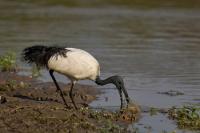 Ibis sacro africano (foto LNews) Ibis sacro africano (foto LNews)