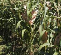 Mais-di-Suzzara (foto LNews)