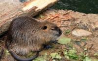nutria mangia foglie (foto LNews) nutria mangia foglie (foto LNews)