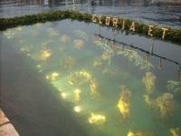 Presepe sommerso Laveno, foto Ibis Presepe sommerso Laveno, foto Ibis