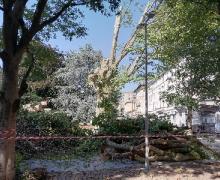 Platani in abbattimento 27/7/2026